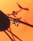 AMARANTHINE JEWELERY 2025-4.jpg