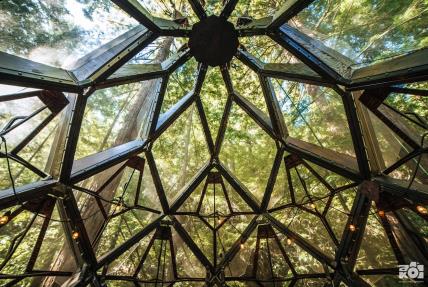 The Pinecone Treehouse