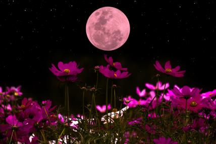 Ružičasti puni Mjesec Pink Moon