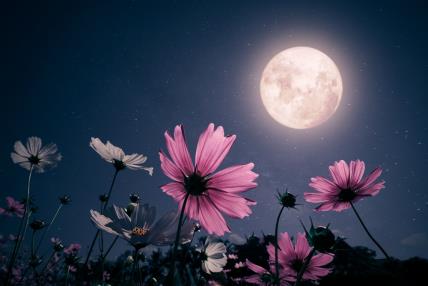 Horoskop