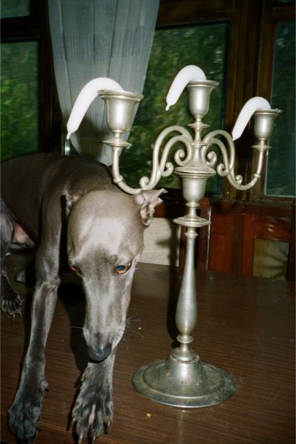 BelgradeRaw_Sarajevo_press-6.jpg
