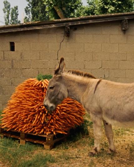 Jacquemus kampanja Le Paysan