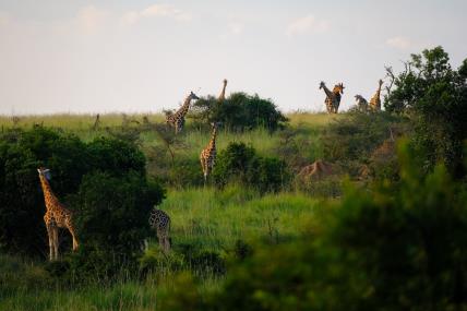 travel safari