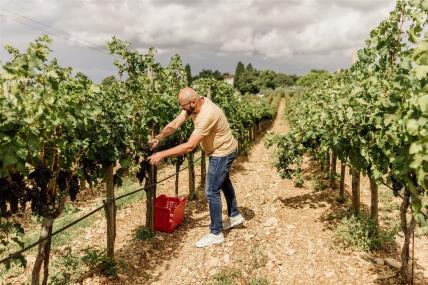 Vinarija Meneghetti savršeno je mjesto za jesenski izlet